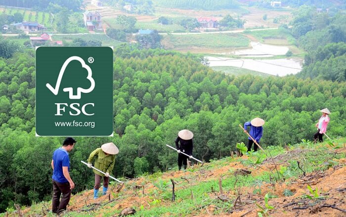 FSC là gì ? Dịch vụ làm giấy chứng nhận FSC cho Doanh Nghiệp
