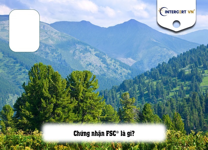 Làm thế nào để giấy chứng nhận FSC phát huy hiệu lực